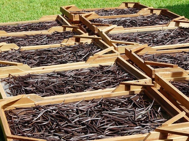 Drying vanilla pods