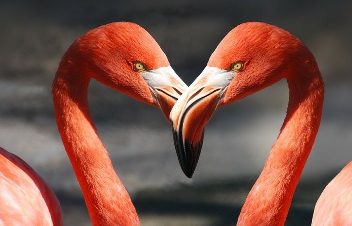 Flamencos love